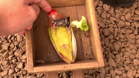 Fred the Bird Helps His Owner Sell Pottery