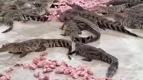 Farmer Feeds Crate of Fresh 'Meat' to Over 10,000 Crocodiles