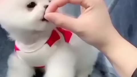 cute puppy