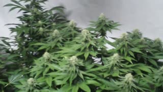 Medical Marijuana Grow WEEK 4 Super Lemon Haze, BuBBA KUSH, Sensi Star, White Widow