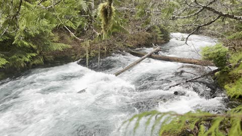 Incredible Raging McKenzie River BETWEEN the Two Waterfalls – Sahalie Falls & Koosah Falls Loop – 4K