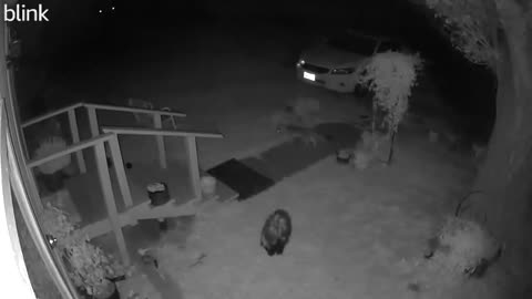 Skunk vs Fox in Big Pine