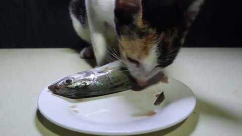Asmr - Cat eats whole fish