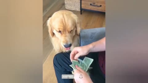 Watch a dog helping his owner count money