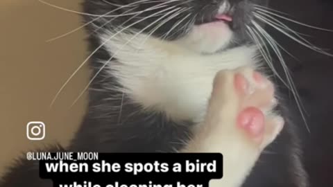 Cat has priceless reaction after spotting a bird