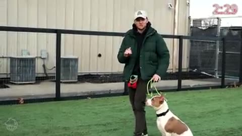 How to STOP Leash PULLING in 8 Minutes- REAL RESULTS! ( 240 X 426 )