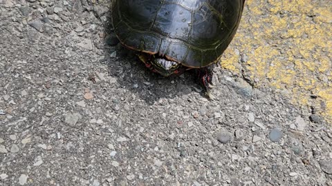 Turtle on the road