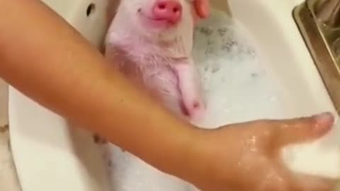 🐷A nice little pig in a bath