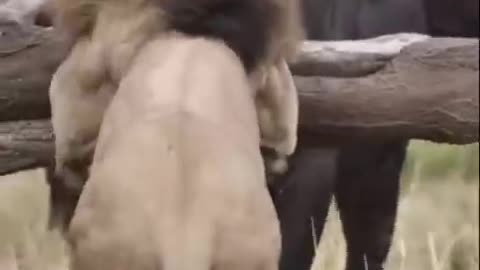 Buffalo fight back lion🐅 part 1 #Shorts #Animals