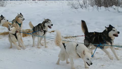 Husky Dog (Mushing) Sledding Tour in Fairbanks, Alaska