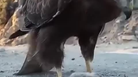 Eagle hunting Rabbit