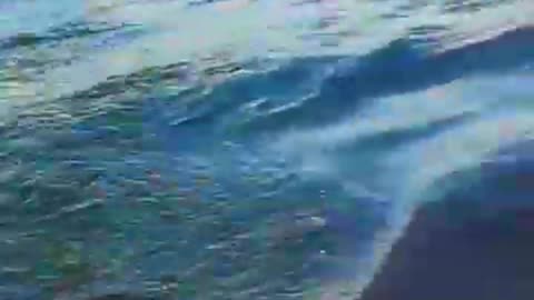 Shark Attacks On Ship Rumble Video