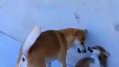 funny dog reactions
