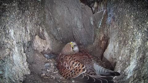 Kestrel Chicks All Alone After Mum Disappears-1