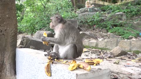 Monkeys Being Familiar With Living Beside Human Society