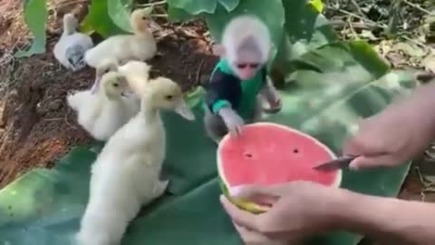 Cute animals eating watermelon