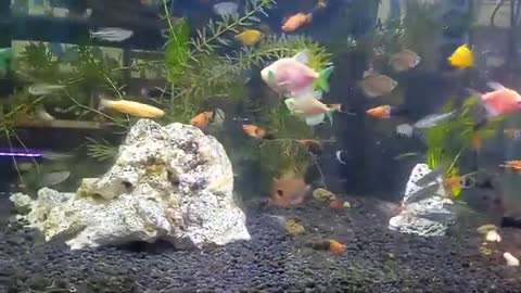 Beautifully Fish on Aquascape Tank