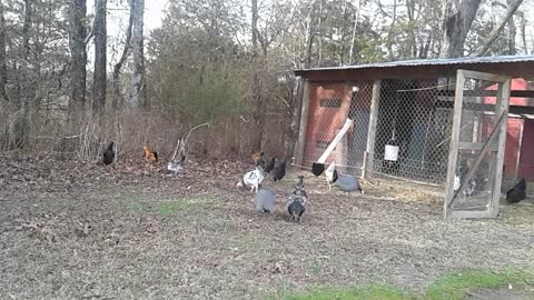 CLUCK TOWER UPDATE 1-17-23