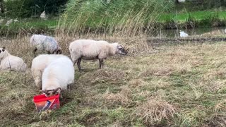 Funny cute sheep chilling and eating a meal.