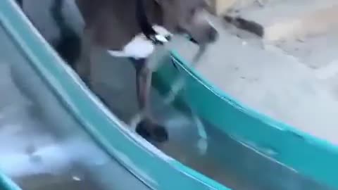 Just a dog having the best day of his life on a slide