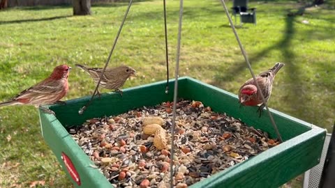 Sparrow taking food