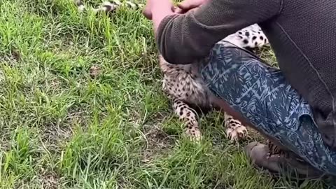 Would you pet a cheetah in Africa? 🐯🦁