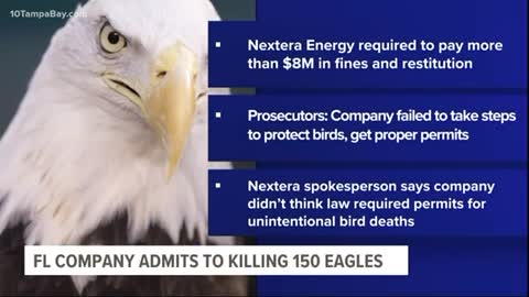 Wind energy company kills 150 bald eagles in US, pleads guilty