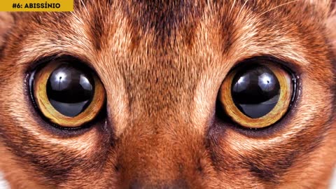 As 10 Raças de Gatos Mais Perigosas do Mundo!