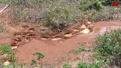 Moments of encountering wild elephants in the forest