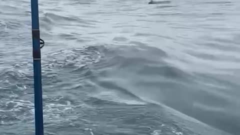 Whale Gets Too Close for Comfort