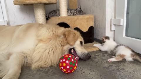 Golden Retriever Attacked by Baby Kitten while playing with ball