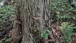 Mushrooms growing on a Tree