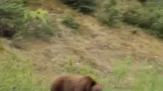 Grizzly drive by