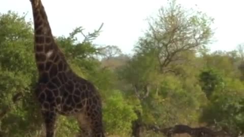 A magical encounter - the world's fastest and the world's tallest animals cross paths...