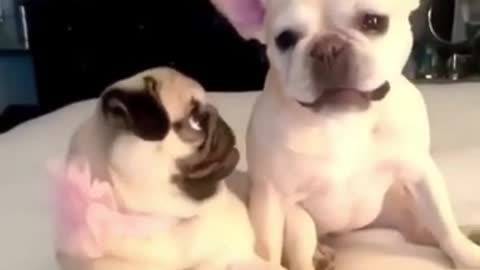 Funny Cute Dog Videos # short video#