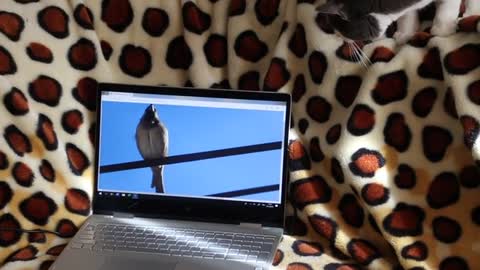 cat playing with a bird