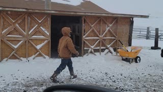 The bison baby loves snow