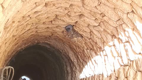 Pigeon living in old water well