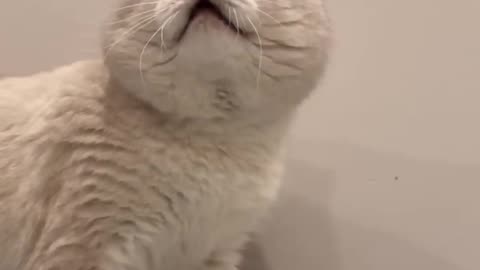 Cat sound to attract cats realistic multiple meows.