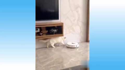 Top Funny Cat Videos