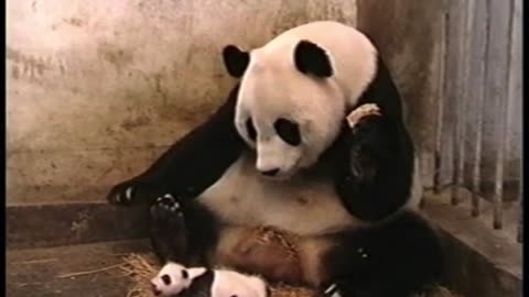 Panda scares mom