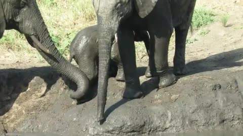 Struggling baby elephant gets a helping trunk from its mother