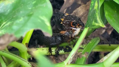 Feeding my ADORABLE jumping spiders! Phidippus regius Update-14