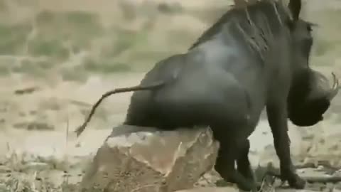 Animal funny videos