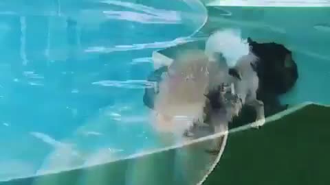 A dog that loves playing with water