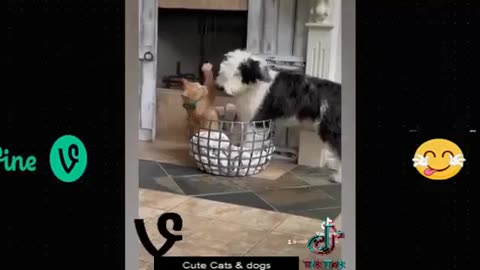 Best funny cats