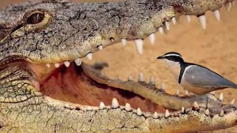 wild animals, shorts, amazing facts, The brave plover bird loves to clean crocodile's mouth #shorts