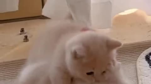 LOL, Crazy Funny Cute Cats Videos Latest Cats Short Compilations 😺😂