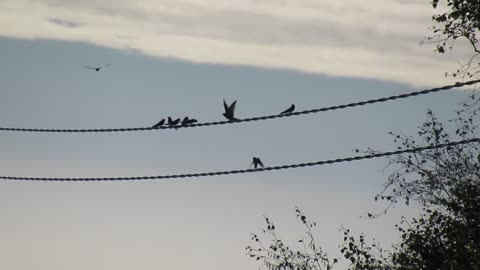 20-9-21 Swallows at play