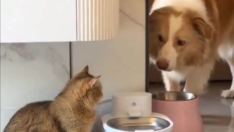 Excited!! Funny behavior Cat and a Dog